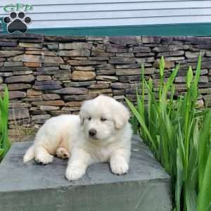 Cleo, Great Pyrenees Puppy